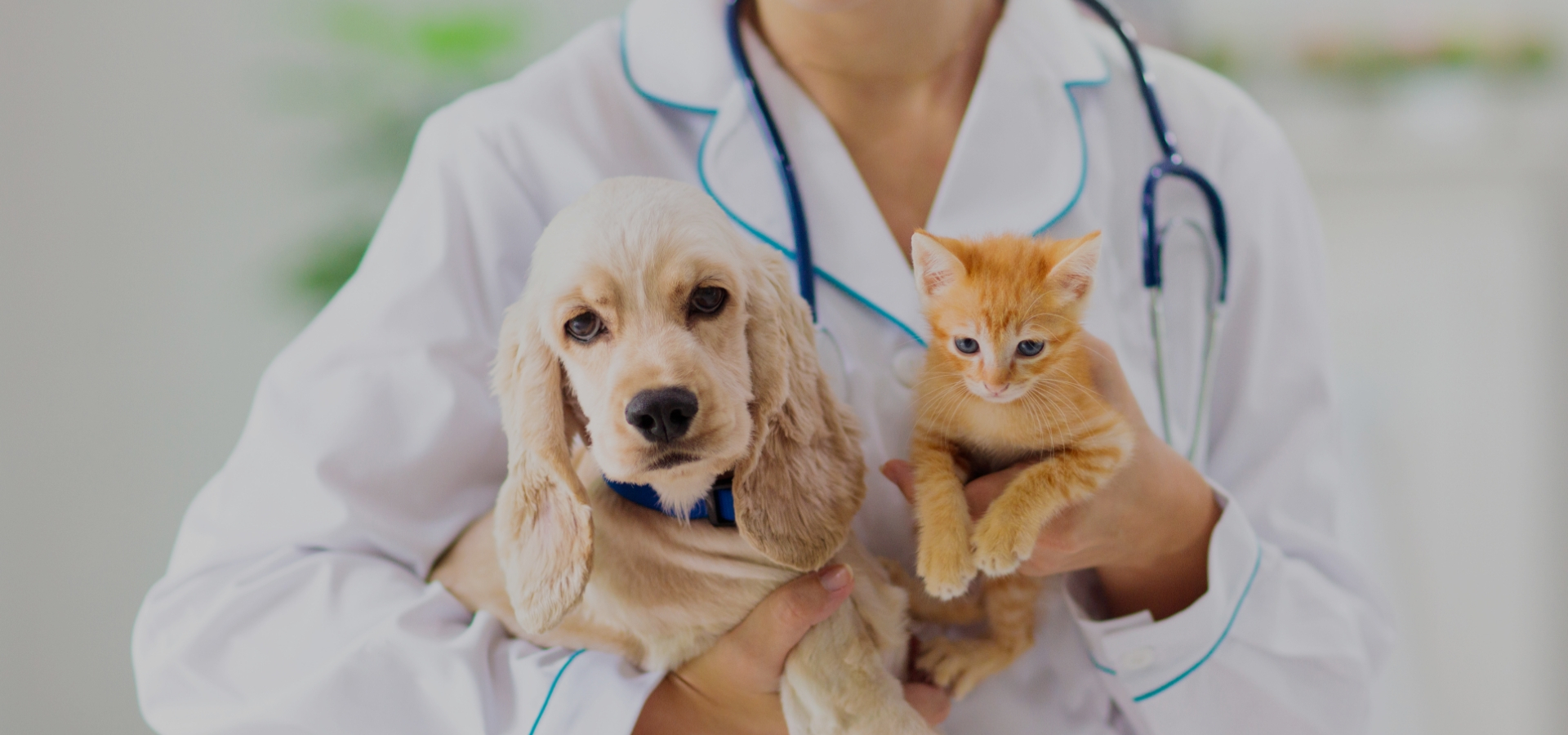 Il Primo Poliambulatorio Veterinario digitale d’Italia | MyDigiVet